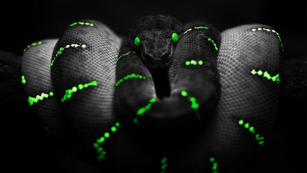 Snake of the dark 1920x1080 pictures.