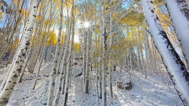 Snowy birch forest winter tree nature 1920x1080 wallpapers.