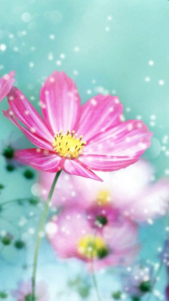 Spring Flower iPhone HD Wallpaper.