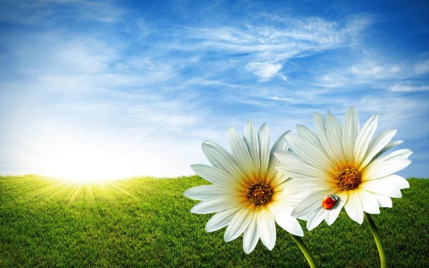 Spring flowers background download free.