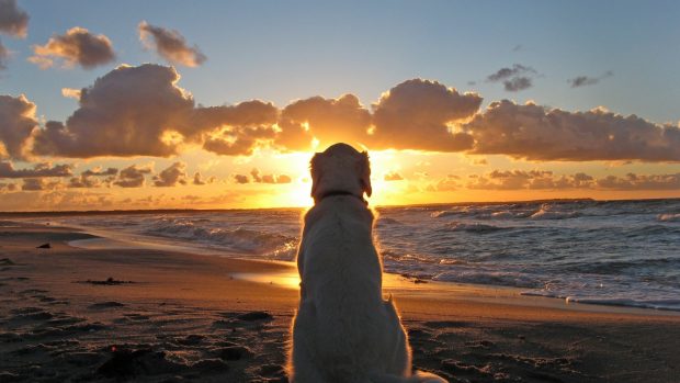 Sunset Beaches Landscape.