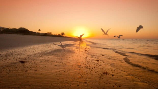 Sunset over a sandy beach with seagulls flying, warm orange sky, peaceful ocean waves, tropical palm trees in the distance, and a serene coastal landscape, ideal for nature photography.