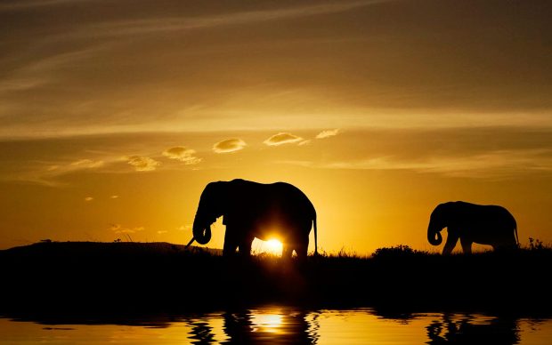 Sunset Elephants Pictures.