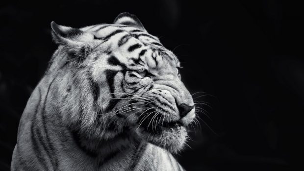 Tiger 1600x900 HD Wallpaper.