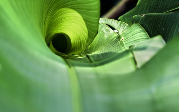 Twisted banana leaf wallpapers 1920x1200.