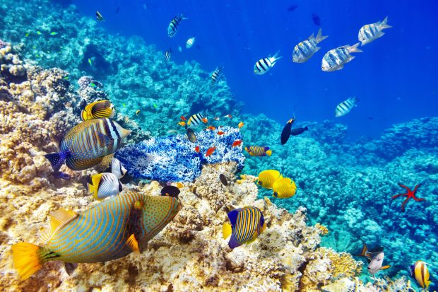 Underwater World Ocean Fish coral reef images 7200x4800.