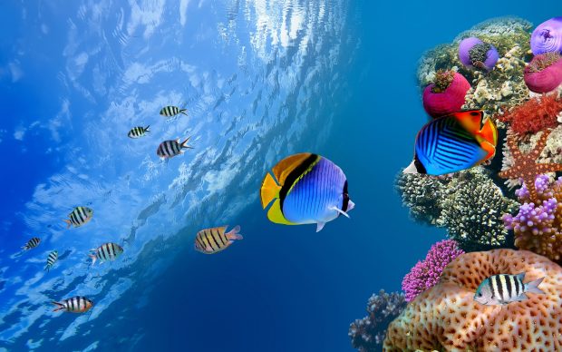 Underwater fish and coral wallpaper full hd.