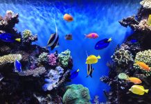 Underworld Aquarium Background.