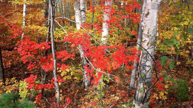 Vermont webroot scenery background autumn trees nature maples birch landscape.