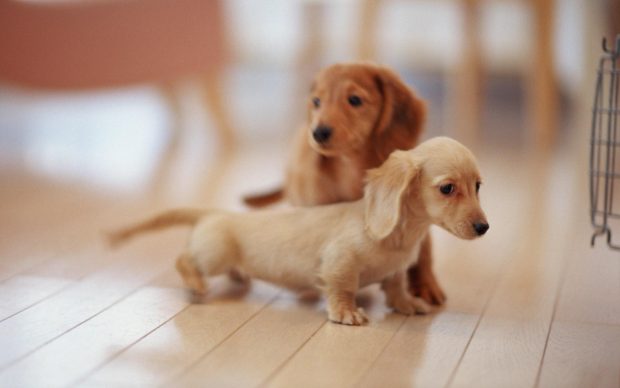 Very Cute Puppy Wallpaper.