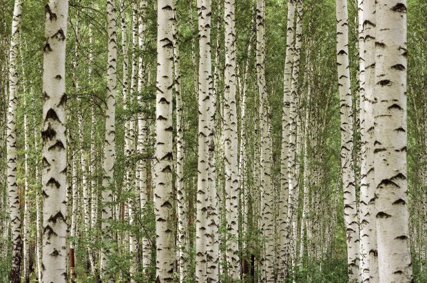 Wallpaper Birch Trees.