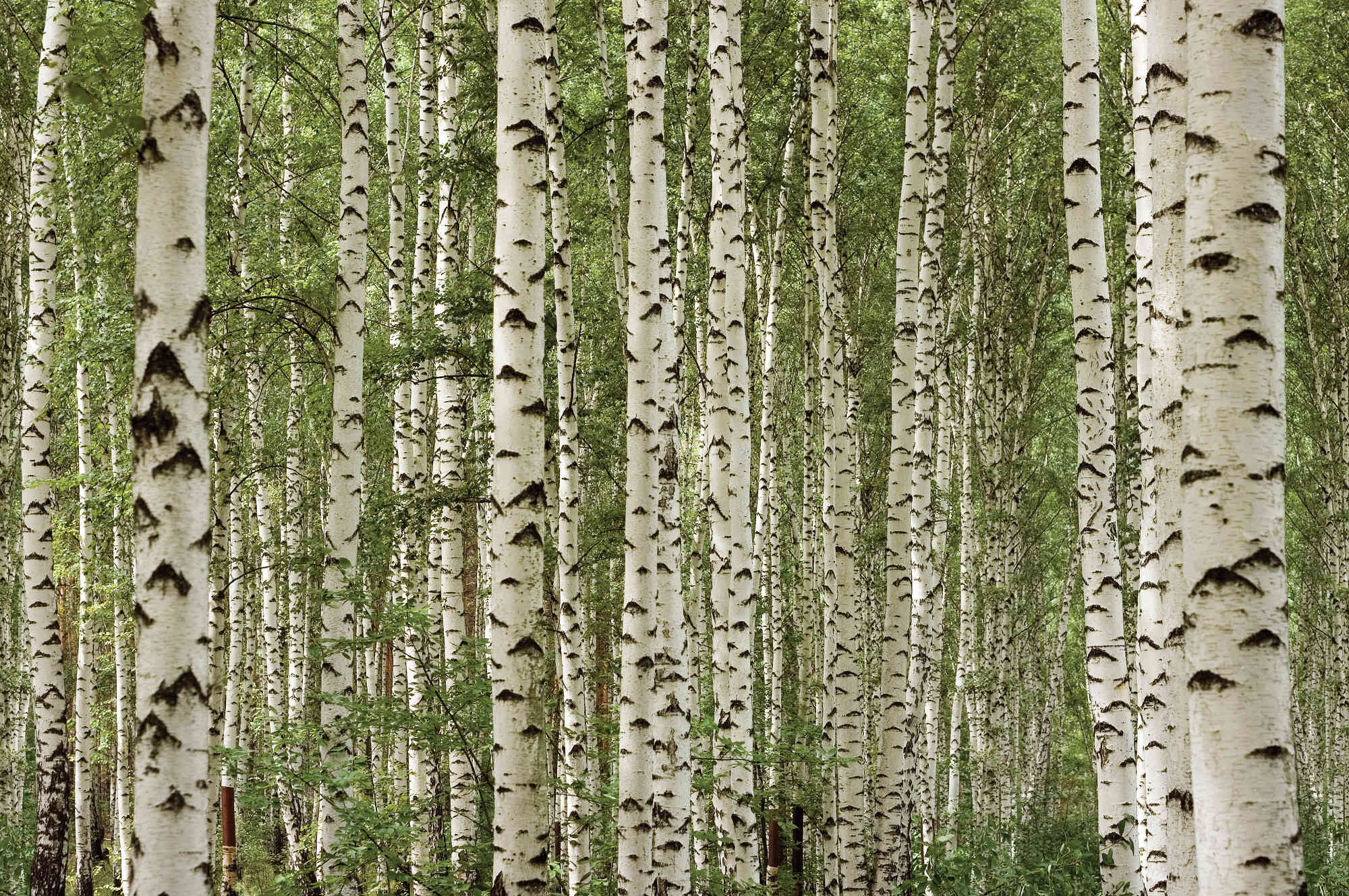 Birch Tree Wallpapers Pixelstalknet