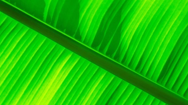 Wallpaper banana green.