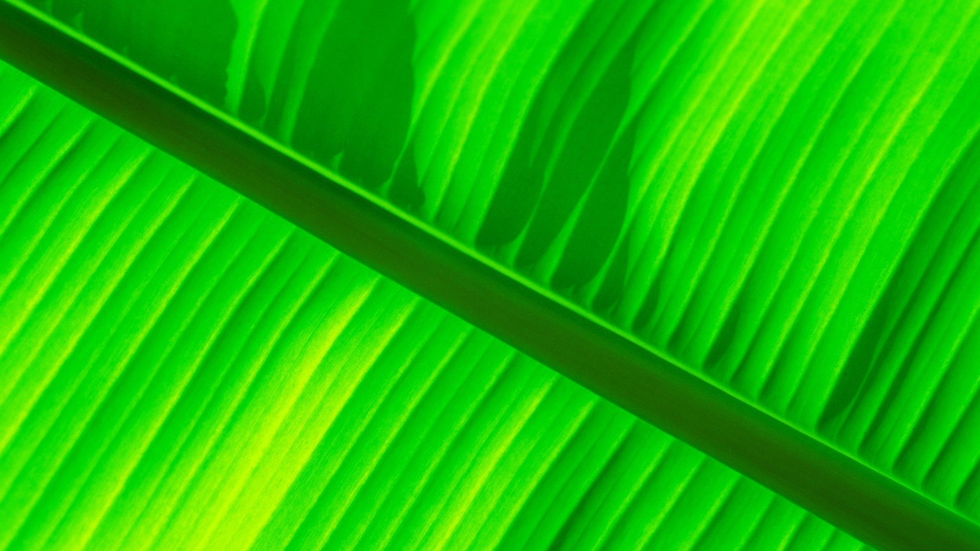 Banana Leaf Backgrounds - PixelsTalk.Net