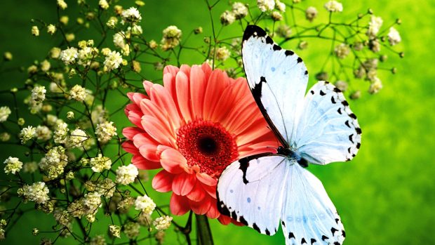 Wallpaper covers pink butterfly flower blue sparkly watermark facebook beautiful.