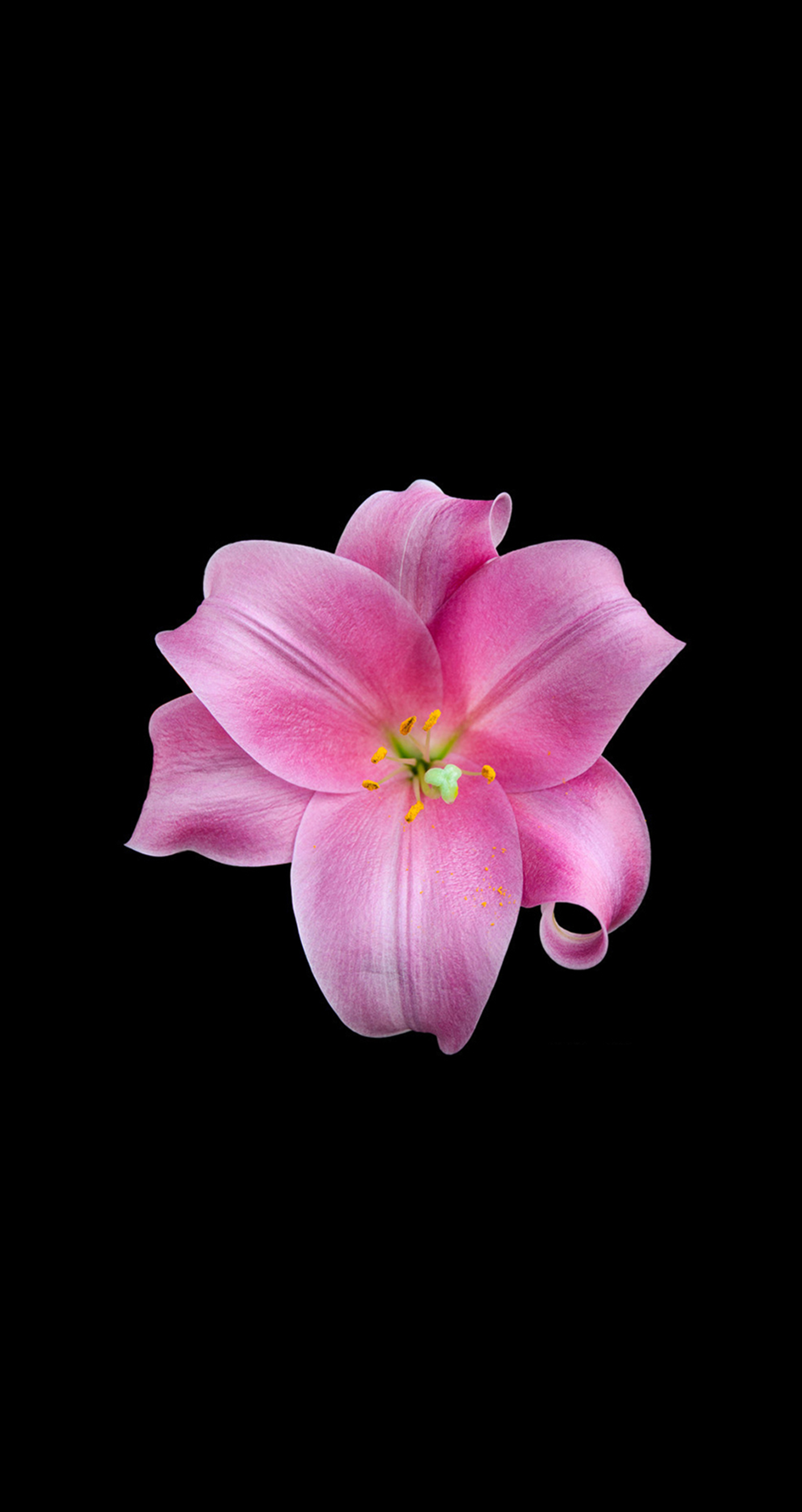 Flower iPhone Images Free Download | PixelsTalk.Net
