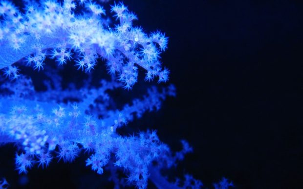 Wallpapers blue corals animated hd.