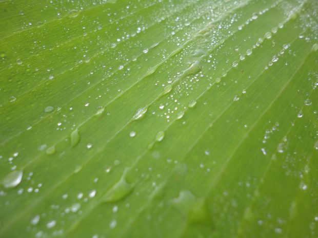 Water drops on banana leaf wallpapers hd.