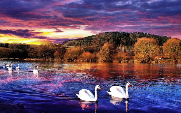 White swan swimming in cool water nice wallpapers.