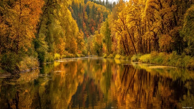 Widescreen landscape featuring a golden autumn forest stretching endlessly with a calm river reflecting the colorful foliage.