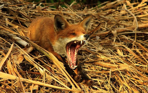 Wildlife Image Download Free.