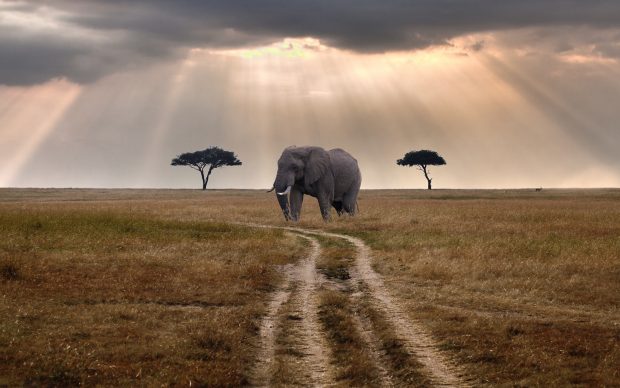 Wildlife Wallpaper Download Free.