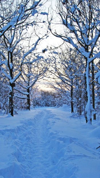 Winter Nature Wallpaper for Iphone.