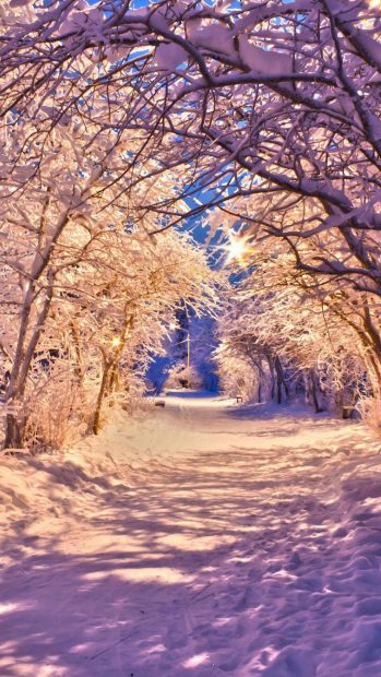 Winter Snow Trees Road Wallpaper for Iphone.