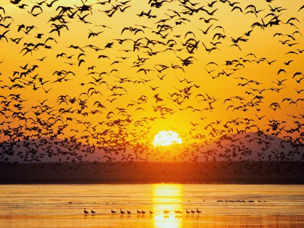 Wonderful Wildlife Background.