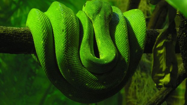 Amazing Green Anaconda Background.
