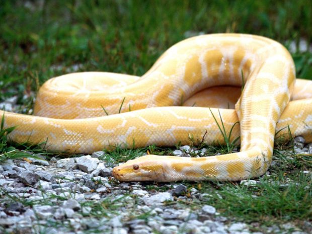 Anaconda Background White HD.