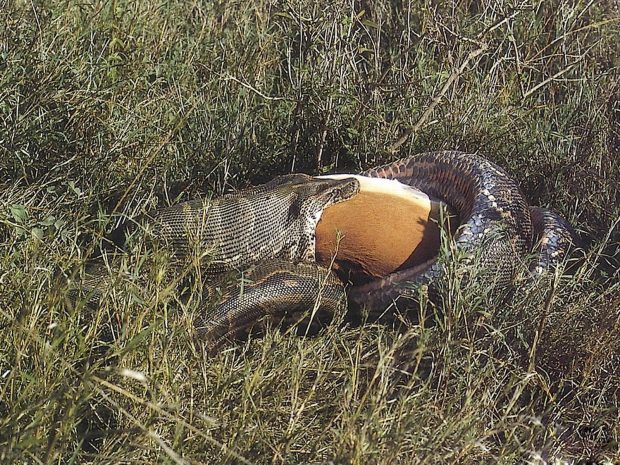 Anaconda Swallowing Food Background.