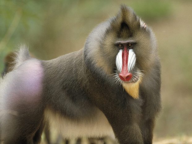 Baboon Africa Wallpaper.