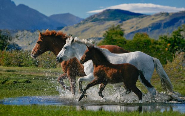 Baby horse wallpaper hd.