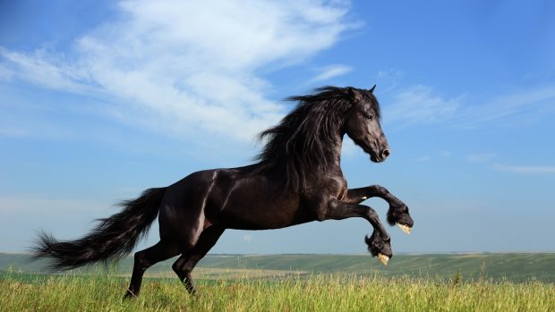 Best HD Horse Backgrounds.
