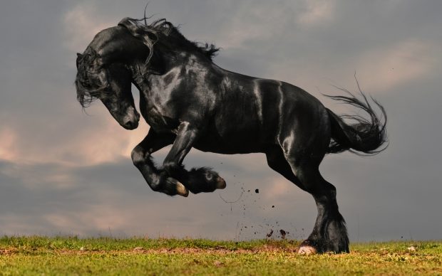 black friesian stallion gallop in sunset