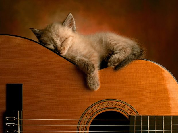 Cat and Acoustic Guitar Background.