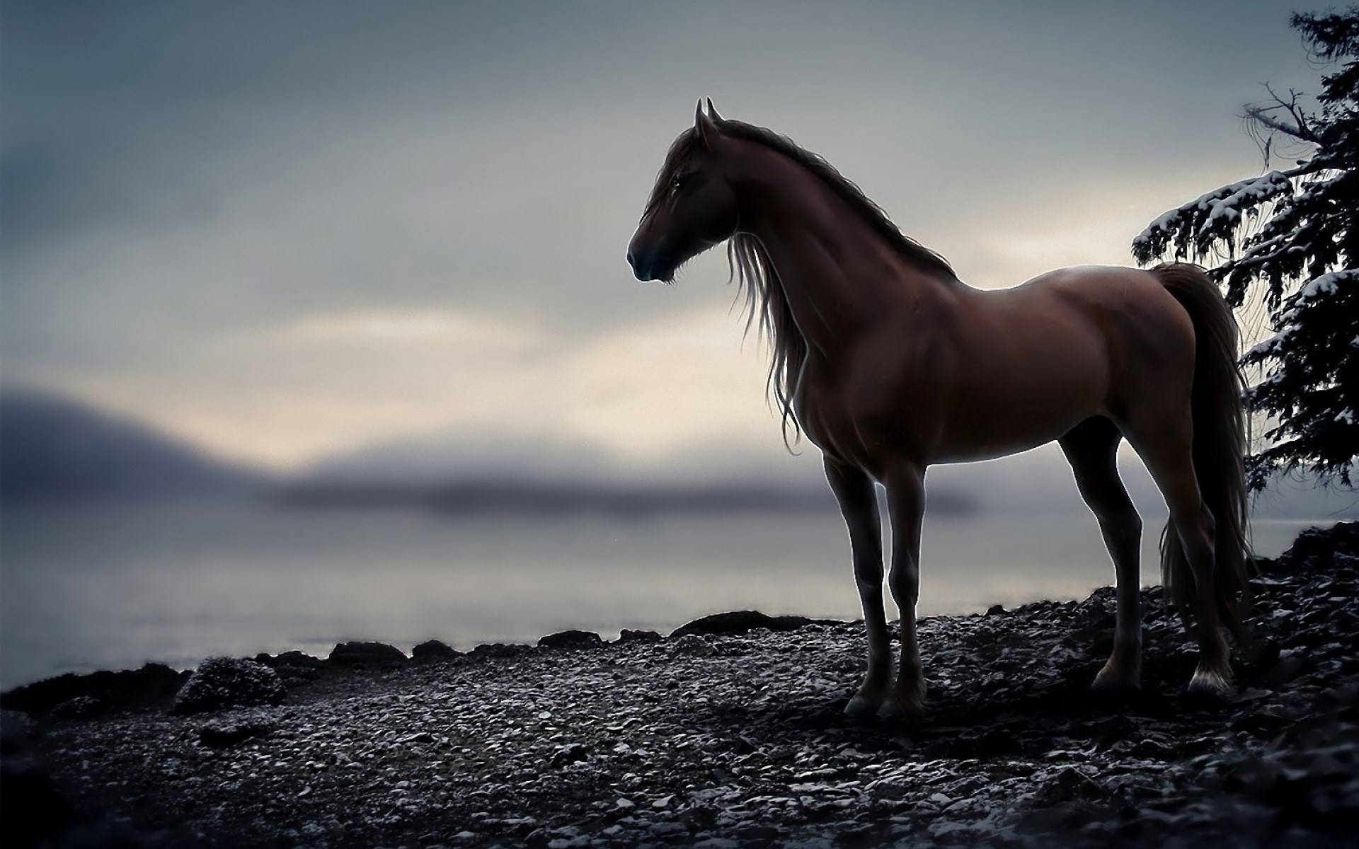  HD  Horse  Wallpaper  Free  Download  PixelsTalk Net