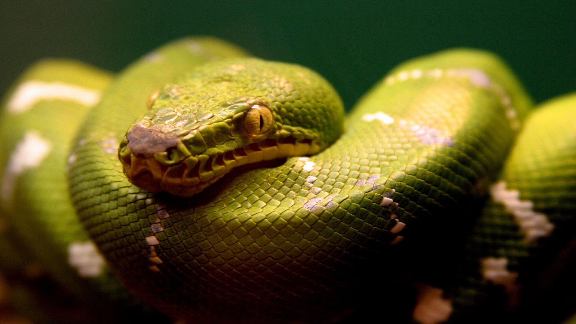 Green Anaconda Wallpaper