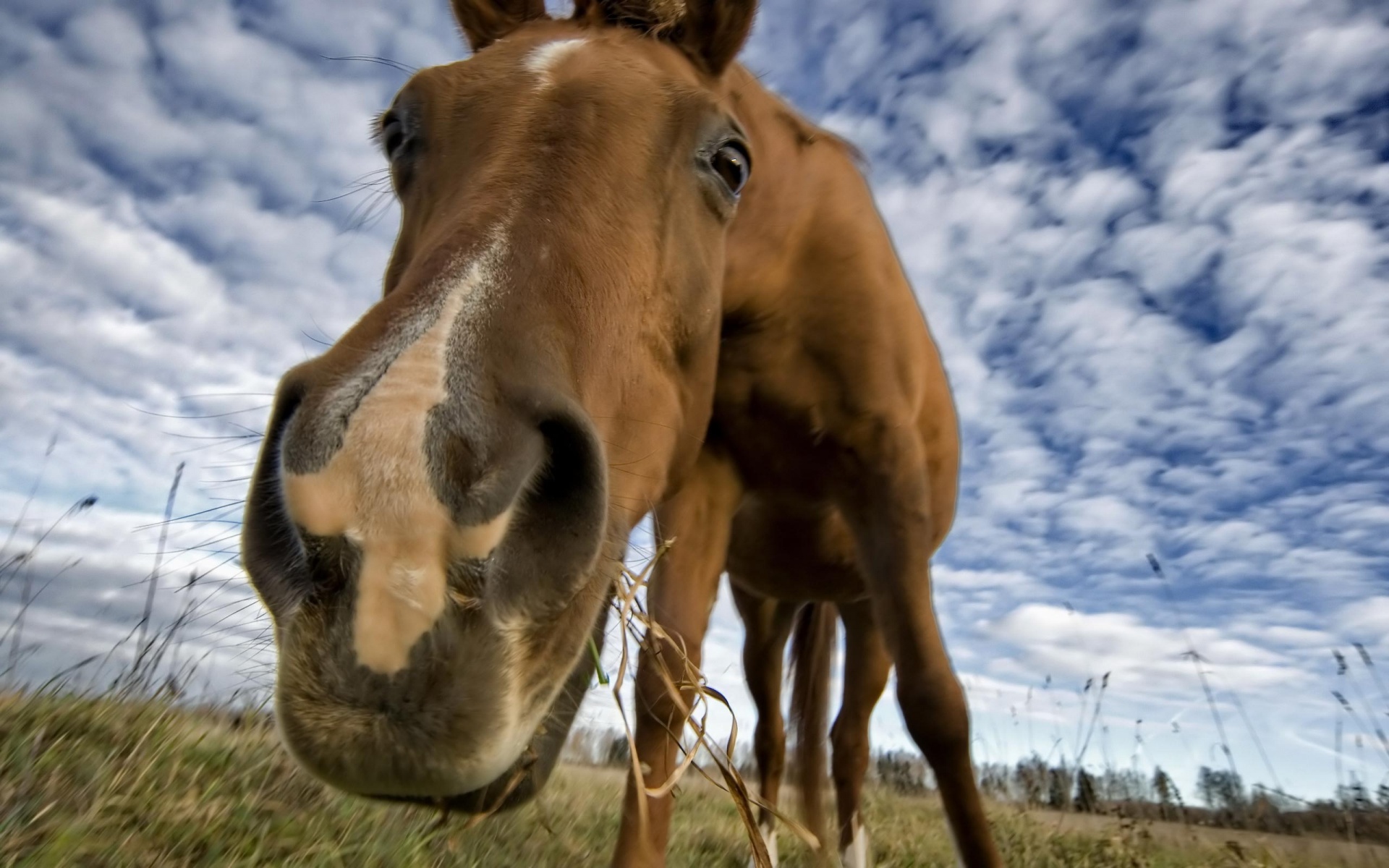 Free HD Horse Backgrounds Desktop