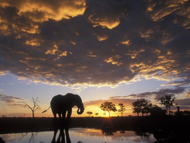 Elephant Africa Wallpaper.