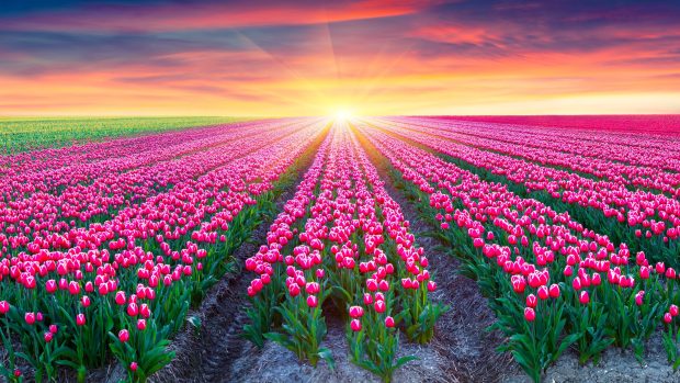 Flower Field 4K HQ Resolution Background