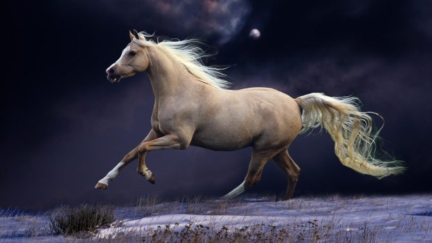 Free Download HD Horse Images.