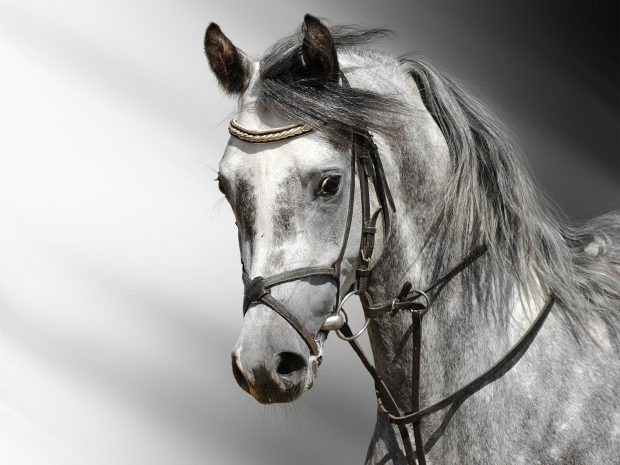 Free HD Horse Photos.