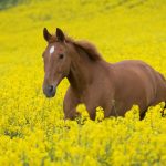 Free horse hd wallpapers.