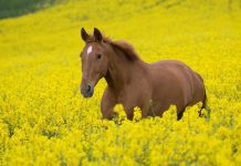 Free horse hd wallpapers.