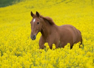 Free horse hd wallpapers.