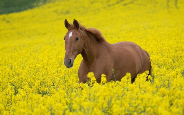 Free horse hd wallpapers.