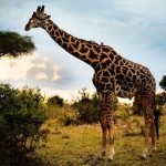 Giraffe Nature hd desktop wallpapers free download animal photos.