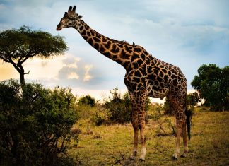 Giraffe Nature hd desktop wallpapers free download animal photos.